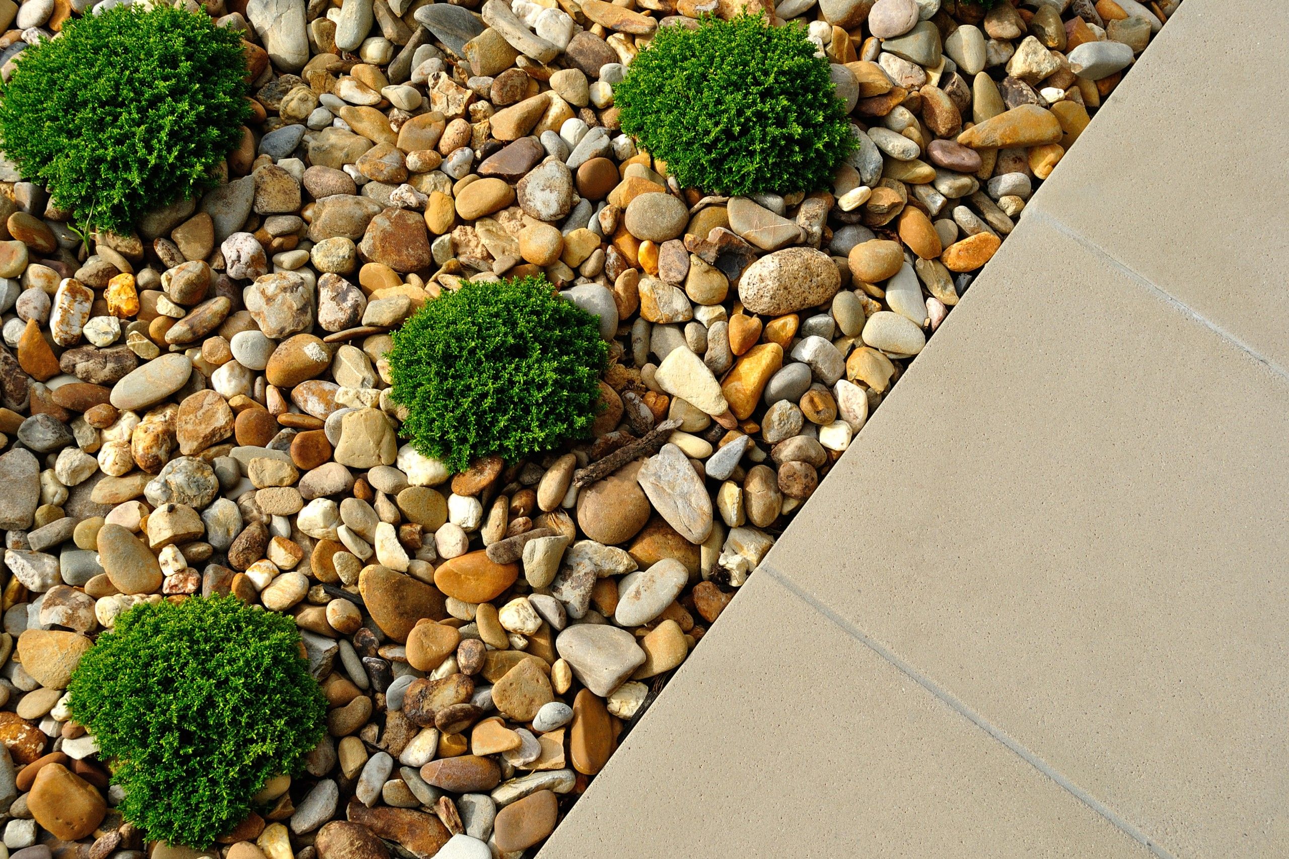 Smooth river rock bed with round boxwood shrubs beside a concrete walkway